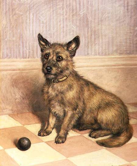 Waiting to Play, a Cairn terrier with a ball a Frank Paton