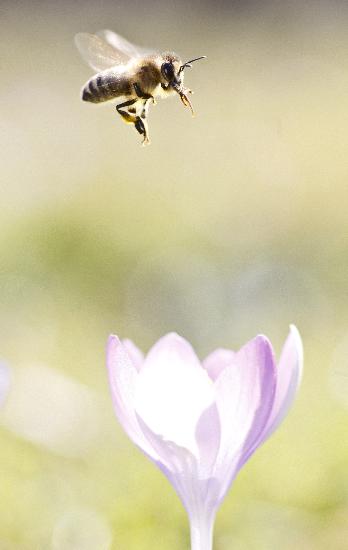 Frühlingsboten - Die Bienen fliegen schon a Frank Rumpenhorst