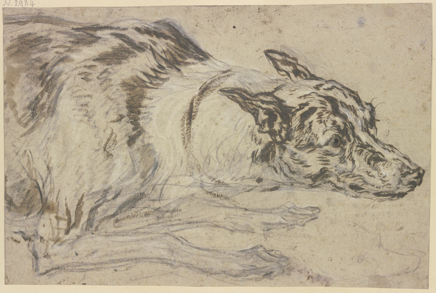 Gefleckter Hundekopf mit Vorderpfoten a Frans Snyders