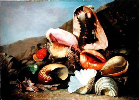 Still life of shells a Franz Anton von Scheidel