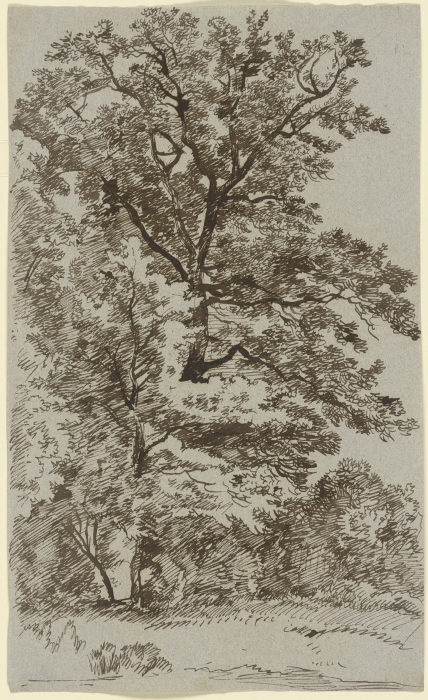 Tree with undergrowth a Franz Innocenz Josef Kobell