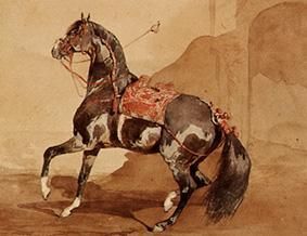 Arabian horse. a Französisch