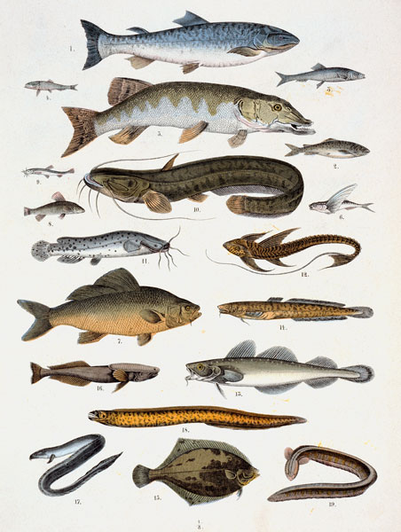 Bonefish and Acanth– opterygians a Französische Scuola19.Jh.