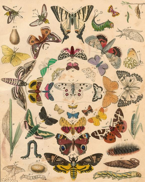 Butterflies a Französische Scuola19.Jh.
