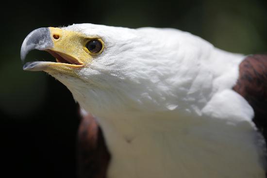 Schreiseeadler im Zoo in Neunkirchen a Fredrik Von Erichsen