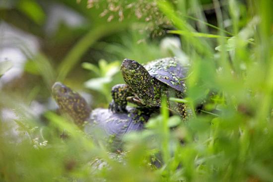 Sumpfschildkröten in der Pfalz a Fredrik Von Erichsen