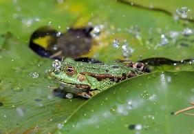 Frosch im Botanischen Garten in Gießen