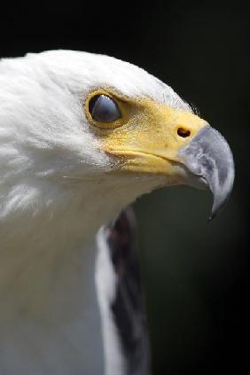 Schreiseeadler im Zoo in Neunkirchen