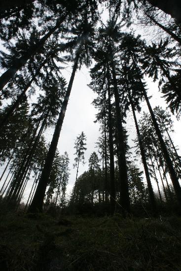 Wald in Rheinland-Pfalz a Fredrik Von Erichsen