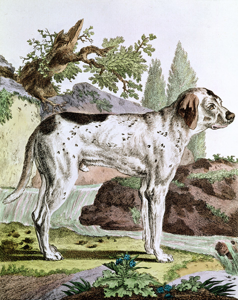 A Pointer, illustration from ''Histoire Naturelle'' Georges Louis Leclerc (1707-88) Count of Buffon, a Scuola Francese