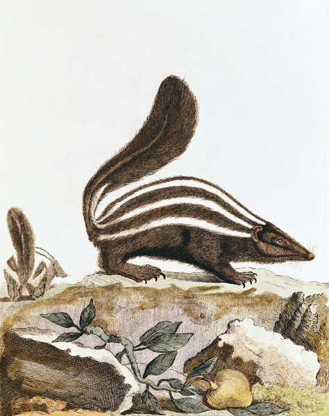 Skunk, from ''Histoire Naturelle'' Georges Louis Leclerc Buffon (1707-88) 1749-1804 a Scuola Francese
