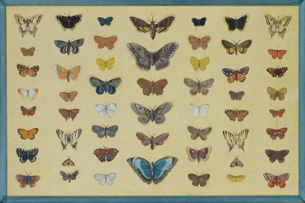 A collage of butterflies and moths including the Camberwell Beauty, the British Swallowtail, the Sca a Scuola Francese