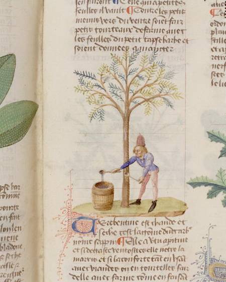 Collecting Turpentine, from 'Grand Herbier' by Pedanius Dioscorides c.40-90 AD) a Scuola Francese