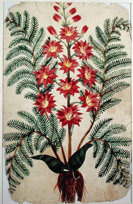 Fern with red and yellow flowers, plate from a seed merchants in Oisans a Scuola Francese