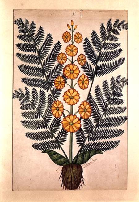 Fern with yellow flowers, plate from a seed merchants in Oisans a Scuola Francese