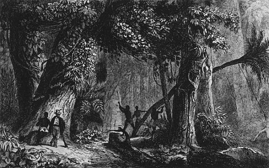 Forest Opening from ''Bresil, Columbie at Guyanes'', Ferdinand Denis and Cesar Famin 1839 a Scuola Francese