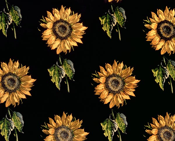 Velours au Sabre: silk decoration of Sunflowers Maison Ogier and Duplan, Lyon 1894 (textile) a Scuola Francese