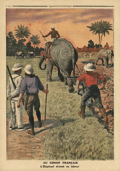 In French Congo, elephant trained to ploughing, illustration from ''Le Petit Journal'', supplement i a Scuola Francese