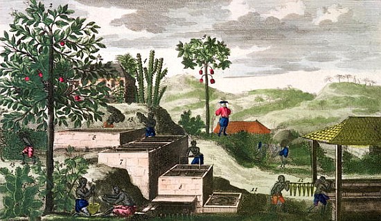 Indigo Plant, illustration from ''Histoire des Antilles'' Jean Baptiste Labat (1663-1738) (see also  a Scuola Francese