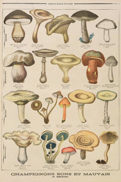 Good and bad mushrooms, illustration from the illustrated supplement of Le Petit Journal, 26th Octob a Scuola Francese