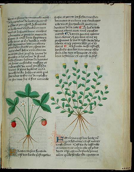 Strawberry Plant, from 'Grand Herbier' by Pedanius Dioscorides c.40-90 AD) a Scuola Francese
