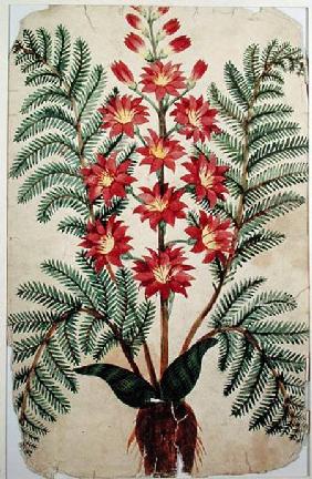 Fern with red and yellow flowers, plate from a seed merchants in Oisans