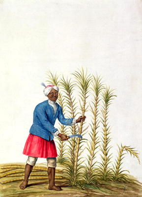 Slave cutting sugar cane, from the Illes de l'Amerique in the Antilles, end of the 17th century (w/c a French School, (17th century)