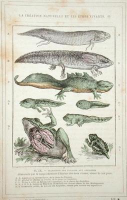 Transition of Fish into Amphibians, from a book by Dr. Rengade, c.1880 (engraving) a French School, (19th century)