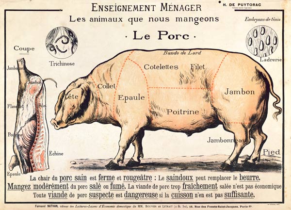 Cuts of Pork, illustrazione di French Domestic Science Manual by H. de Puytorac, pubblicato da Edi a French School, (20th century)