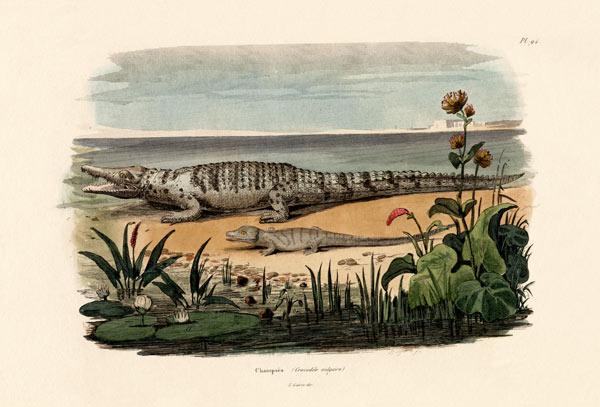 Crocodiles a French School, (19th century)