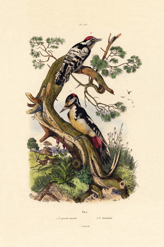 Lesser Spotted Woodpecker a French School, (19th century)