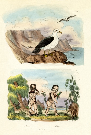 Albatros a French School, (19th century)