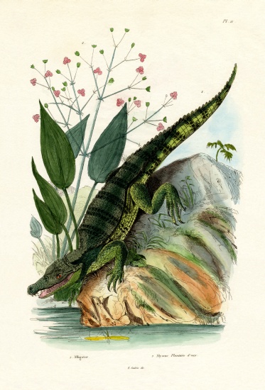 Alligator a French School, (19th century)