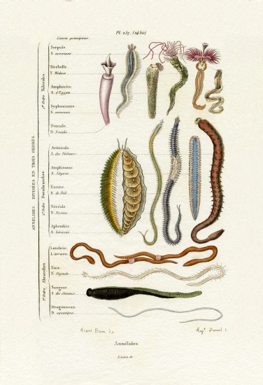 Annelids a French School, (19th century)