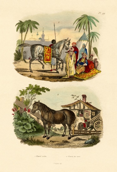 Arab Horse a French School, (19th century)