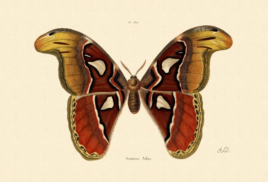 Atlas Moth a French School, (19th century)