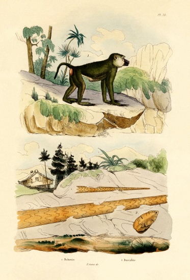 Baboon a French School, (19th century)