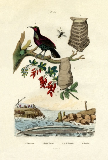Bird of Paradise a French School, (19th century)