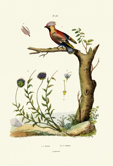 Bohemian Waxwing a French School, (19th century)