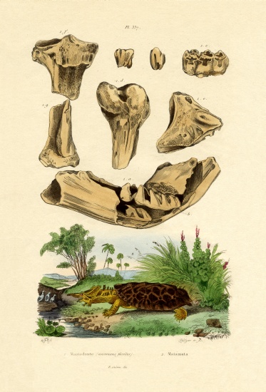 Bone Fossils a French School, (19th century)