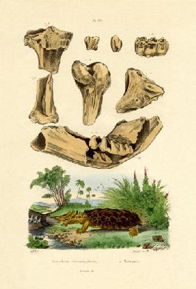 Bone Fossils