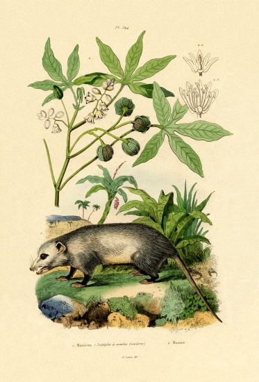 Common Opossum a French School, (19th century)