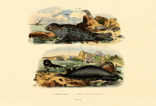 Common Seal a French School, (19th century)