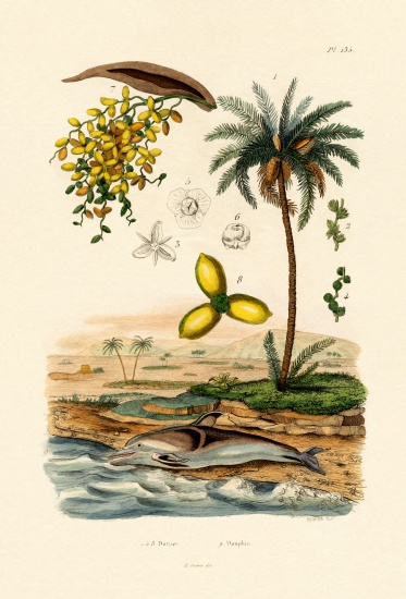 Date Palm a French School, (19th century)