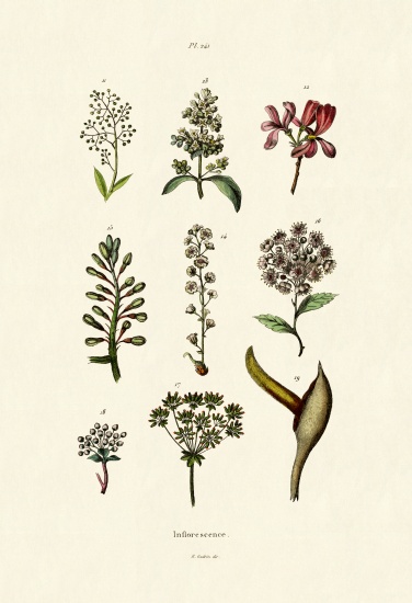 Inflorescence a French School, (19th century)