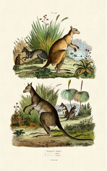 Kangaroos a French School, (19th century)