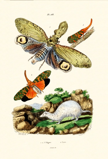 Lanternfly a French School, (19th century)