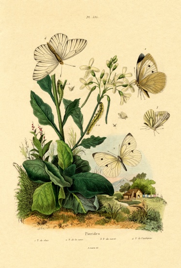 Large White a French School, (19th century)