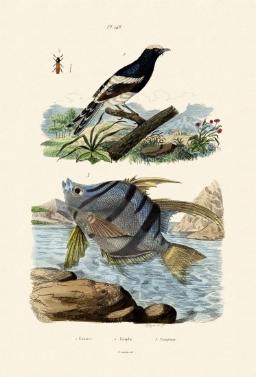 Little Forktail a French School, (19th century)