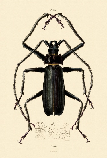 Long-horned Beetle a French School, (19th century)